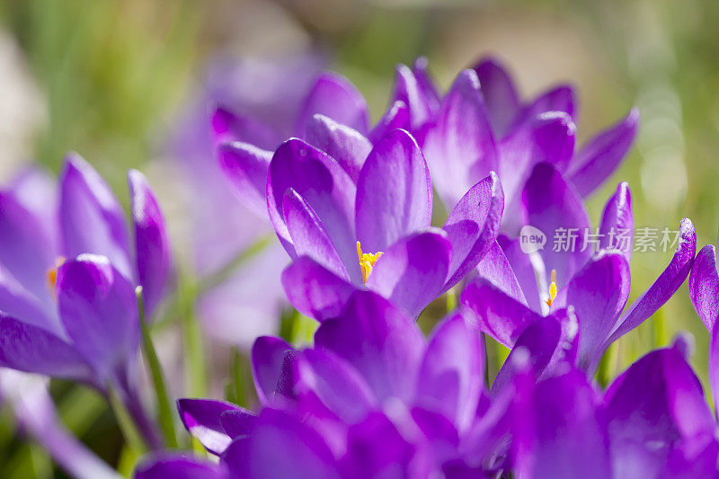 紫色春番红花(C. vernus)在特写